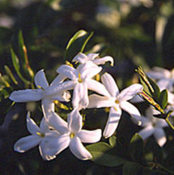 Jasmine Flower Essence